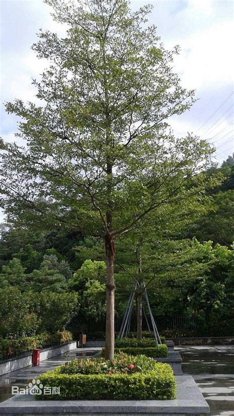 小叶榄仁树风水|鲍一凡老师 